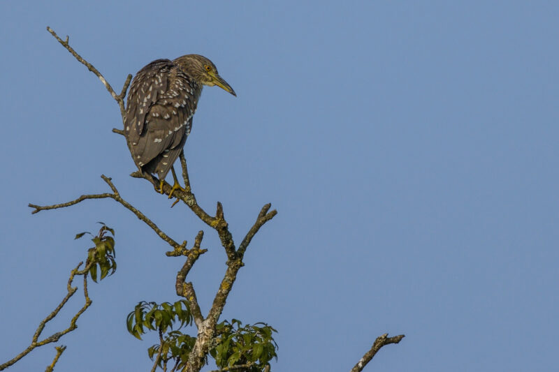 Bihoreau gris juvénile